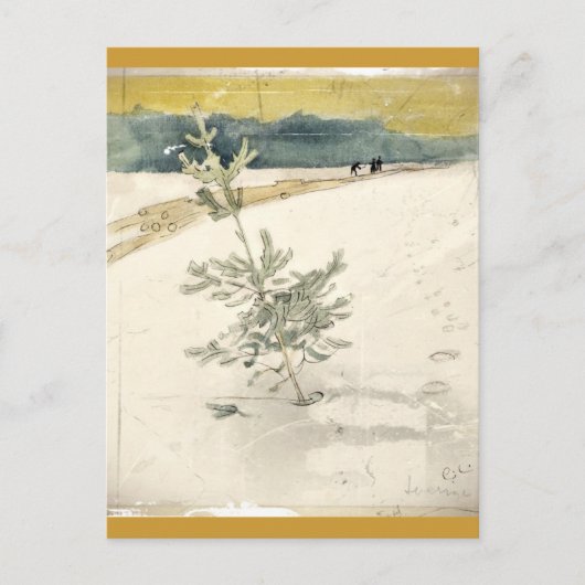 常緑樹 ポストカード (正面)