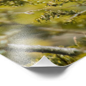 常緑（鳥）ショウジョウコウカンチョウの雌 フォトプリント            (角)