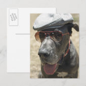 帽子とサングラスを着たグレート・ダン ポストカード (正面/裏面)