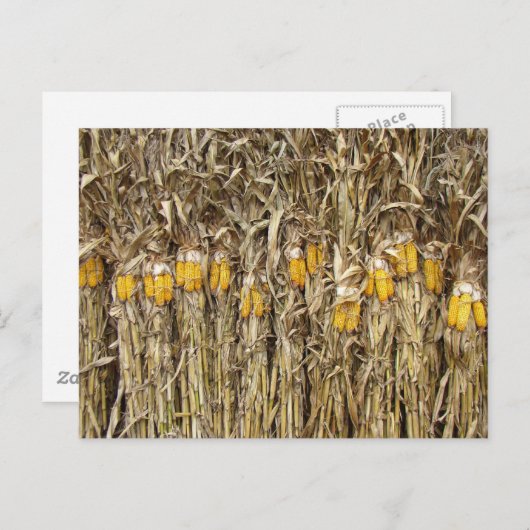 干しトウモロコシの茎の装飾 ポストカード (正面/裏面)