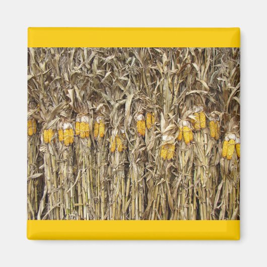 干しトウモロコシの茎の装飾 マグネット (正面)