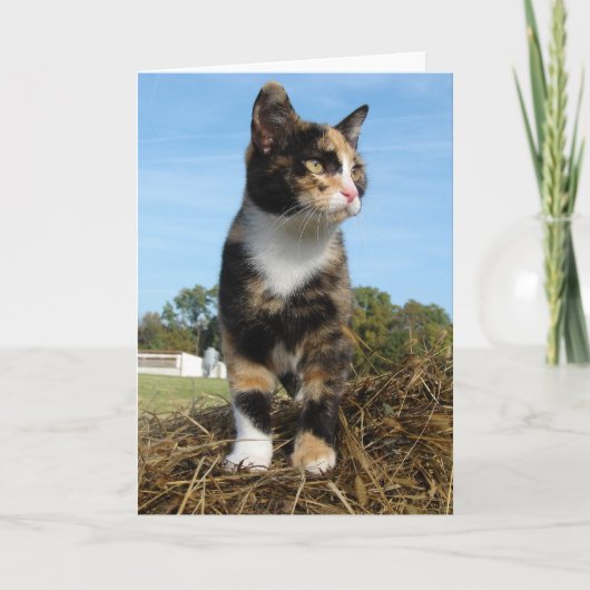 干し草のベールに乗ったトルティーキャット カード (正面)