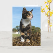 干し草のベールに乗ったトルティーキャット カード (黄色い花)