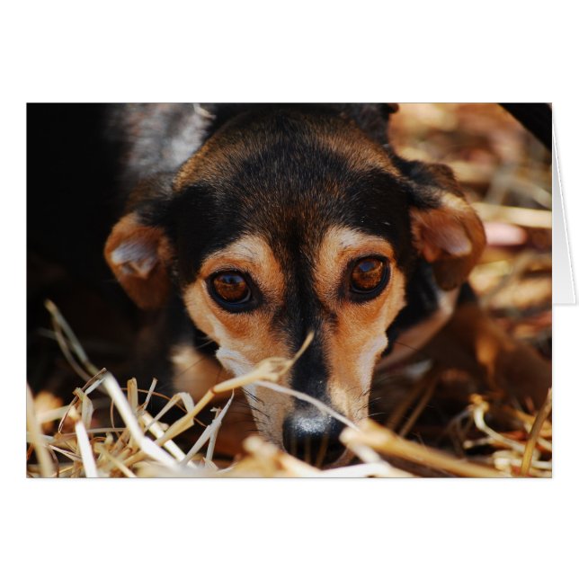 干し草の中に寝ている甘い犬 (正面横)