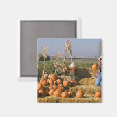 干し草の俵とかかしのあるカボチャの表示 マグネット (正面/裏面)
