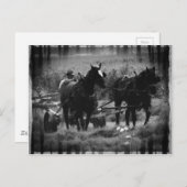 干し草の畑で働くアミッシュ馬 ポストカード (正面/裏面)