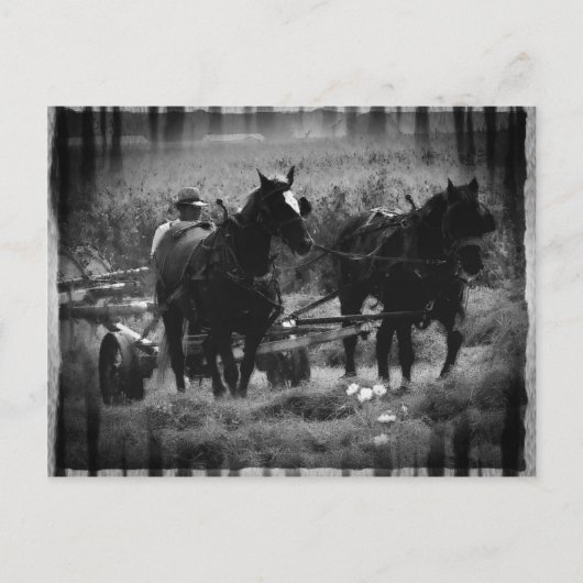 干し草の畑で働くアミッシュ馬 ポストカード (正面)