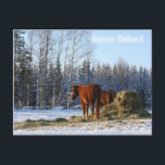 干し草は馬用だ ポストカード<br><div class="desc">2頭の馬が雪の多いフィンランドの田舎で干し草を楽しむ</div>