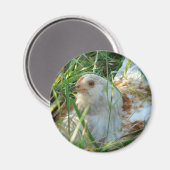 干し草地の鶏 マグネット (正面/裏面)