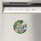 干し草地の鶏 マグネット (インサイチュ (食洗機))