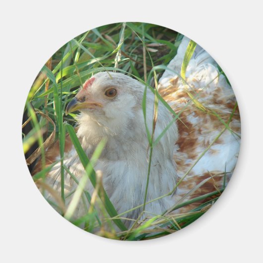 干し草地の鶏 マグネット (正面)