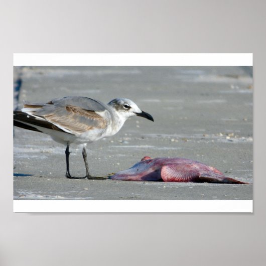 干潟ビュッフェ ポスター (正面)