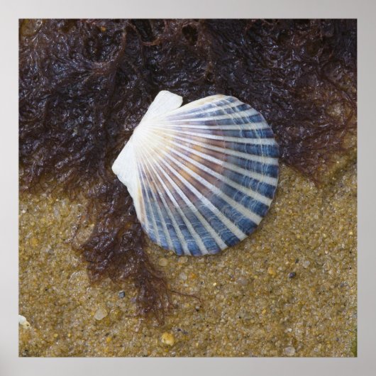 干潟プール ポスター (正面)