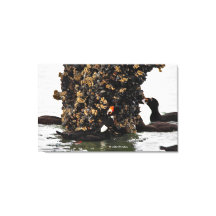 干潮に餌を食べるケマモトガモの姿が壮観