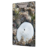 干潮時にフィジーリーフに砂ドル クリップボード (左)