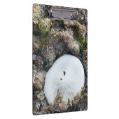 干潮時にフィジーリーフに砂ドル クリップボード (右)