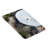 干潮時にフィジーリーフに砂ドル マグネット (右側)