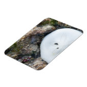 干潮時にフィジーリーフに砂ドル マグネット (左側)