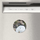 干潮時にフィジーリーフに砂ドル マグネット (インサイチュ (食洗機))