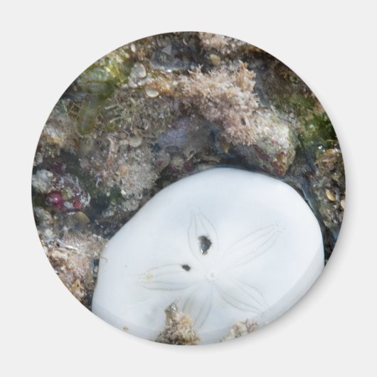 干潮時にフィジーリーフに砂ドル マグネット (正面)