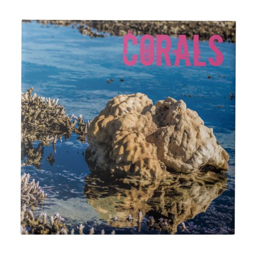 干潮時のサンゴ礁ルモーリシャスギフト タイル (正面)