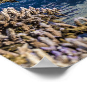 干潮時のサンゴ礁ルモーリシャスギフト ポスター (角)