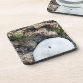 干潮時のフィジーリーフの砂ドル コースター (左側)