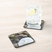 干潮時のフィジーリーフの砂ドル コースター (右側)