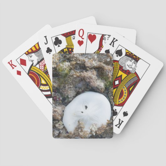 干潮時のフィジーリーフの砂ドル トランプ (裏面)