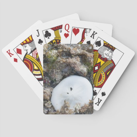 干潮時のフィジーリーフの砂ドル トランプ (裏面)