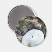 干潮時のフィジーリーフの砂ドル マグネット (正面/裏面)