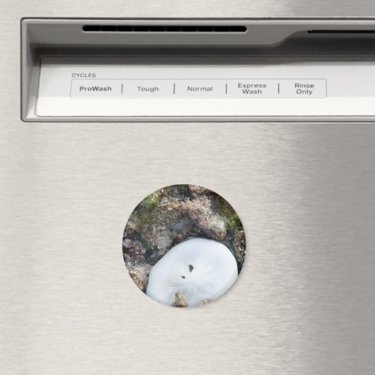 干潮時のフィジーリーフの砂ドル マグネット (インサイチュ (食洗機))