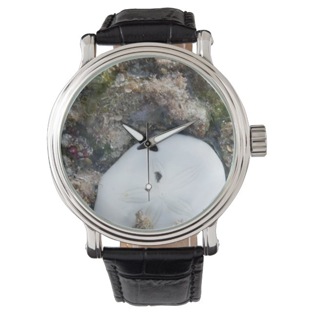 干潮時のフィジー礁の砂ドル 腕時計 (正面)