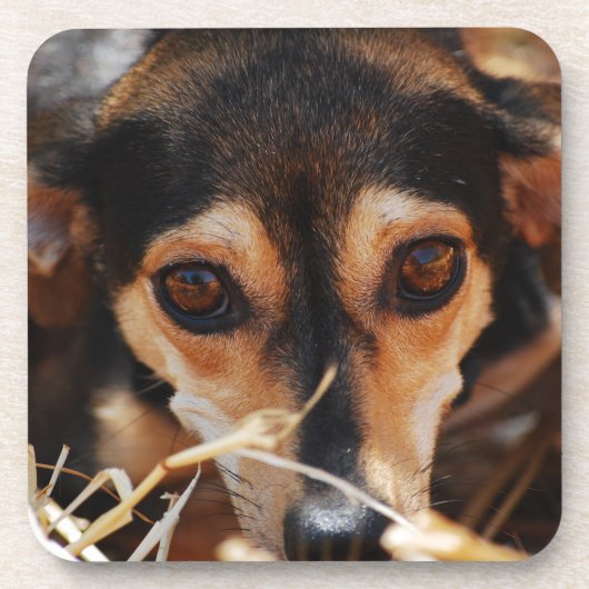 干草に横たわるかわいい犬 コースター (正面)