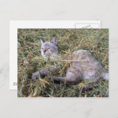 干遊し草の中 ポストカード (正面/裏面)