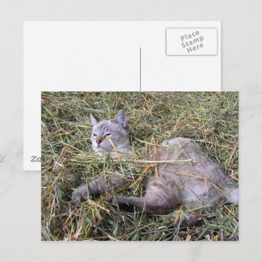 干遊し草の中 ポストカード (正面/裏面)