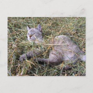 干遊し草の中 ポストカード