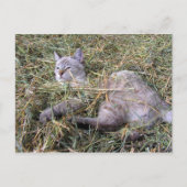 干遊し草の中 ポストカード (正面)