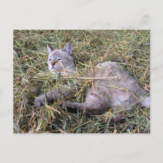 干遊し草の中 ポストカード (正面)