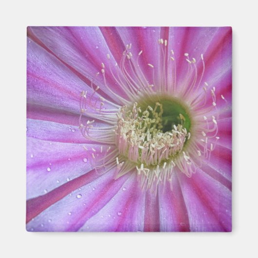 平らなケーキのスライス マグネット (正面)