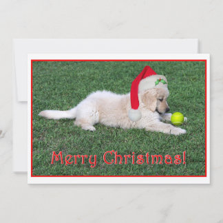 平らなゴールデン・リトリーバーの子犬のクリスマスカード シーズンカード