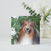 平らなサンキューカードとシェットランド・ シープドッグ サンキューカード (スタンド正面)