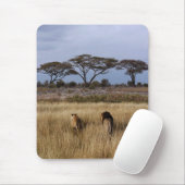 平アフリカのライオン マウスパッド (マウス)