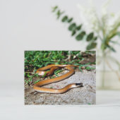 平原の黒髪ヘビ ポストカード (スタンド正面)