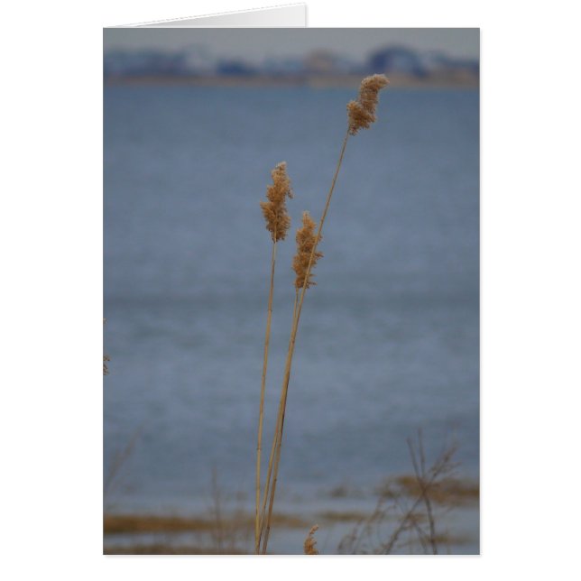 平和なカード (正面)