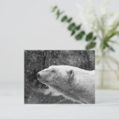 平和なホッキョクグマ ポストカード (スタンド正面)