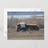 平和なポニー葉書。 ポストカード (正面/裏面)