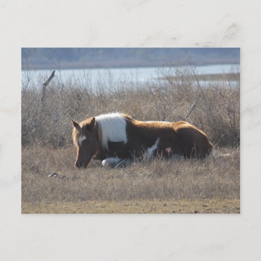 平和なポニー葉書。 ポストカード (正面)