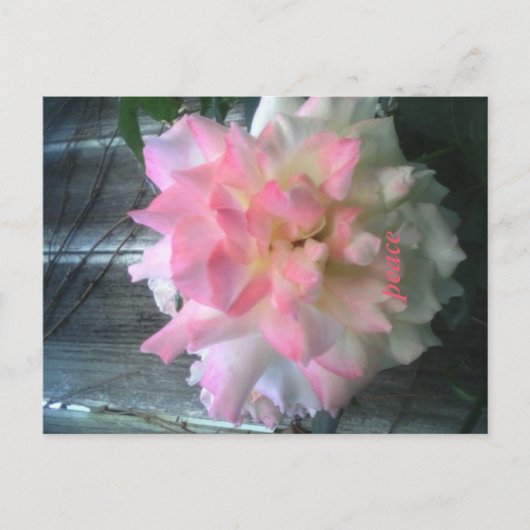 平和の絵はがき ポストカード (正面)