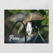 平和の鳩の翼を広げた写真 ポストカード (正面)